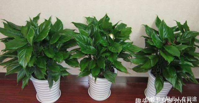 被称为有“医心”的3种花,“养人”又养气,老中医们也爱养