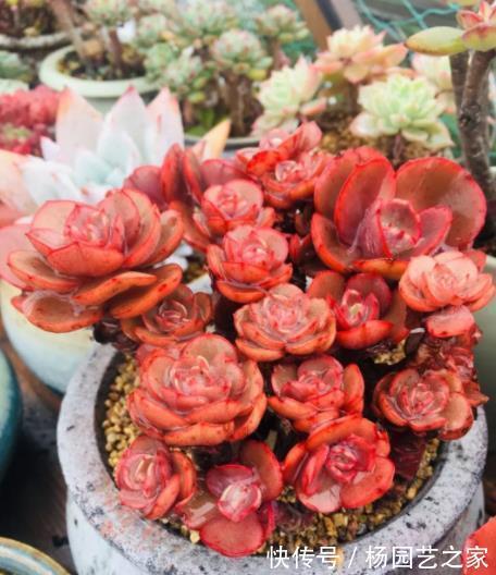 观赏价值|老花匠养了一盆漂亮多肉,秋天直接丢露台上,叶子越长越肥厚