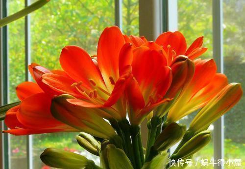 叶片|8月养君子兰,土里埋2种东西,疏松肥沃,叶片挺拔如折扇