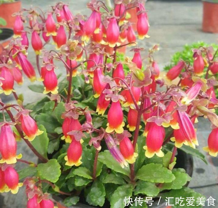 4种漂亮花,好打理,易爆盆,不仅花好看,名字也好听