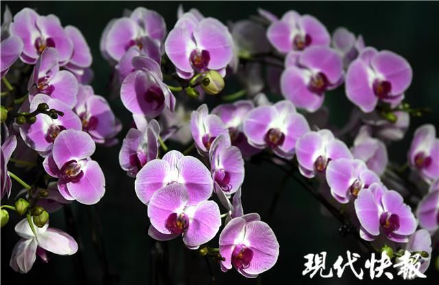 树兰、巨兰、兜兰……你见过这些神奇的兰花吗？