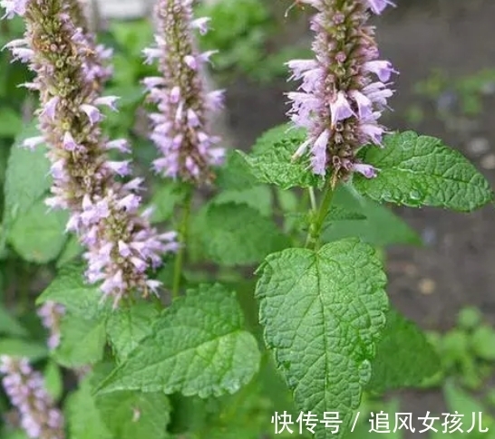 农历9月初6寒露后,养什么花?以下3种花,身体安康万事如意