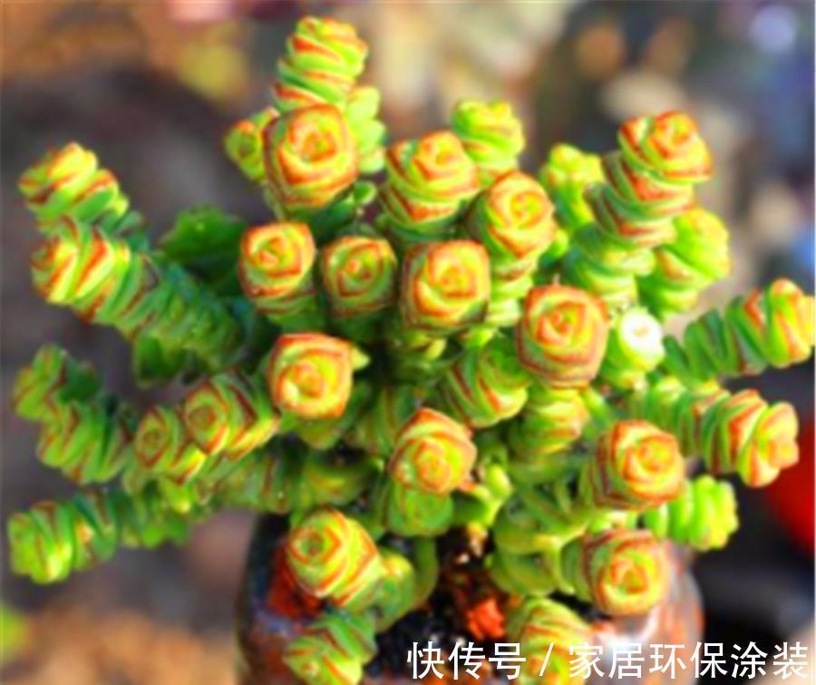 叶片|3种寓意招财进宝的多肉，颜值高好养护，2种能养成树