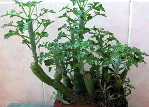 婆婆山上挖野草,拿回家养成盆栽,一年过后邻居出高价也舍不得卖