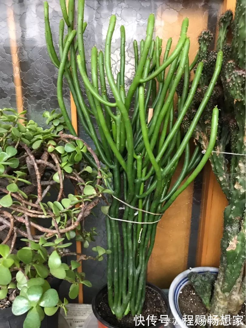 养花6种“丑八怪”,放在家里能镇宅,养的越久越气派