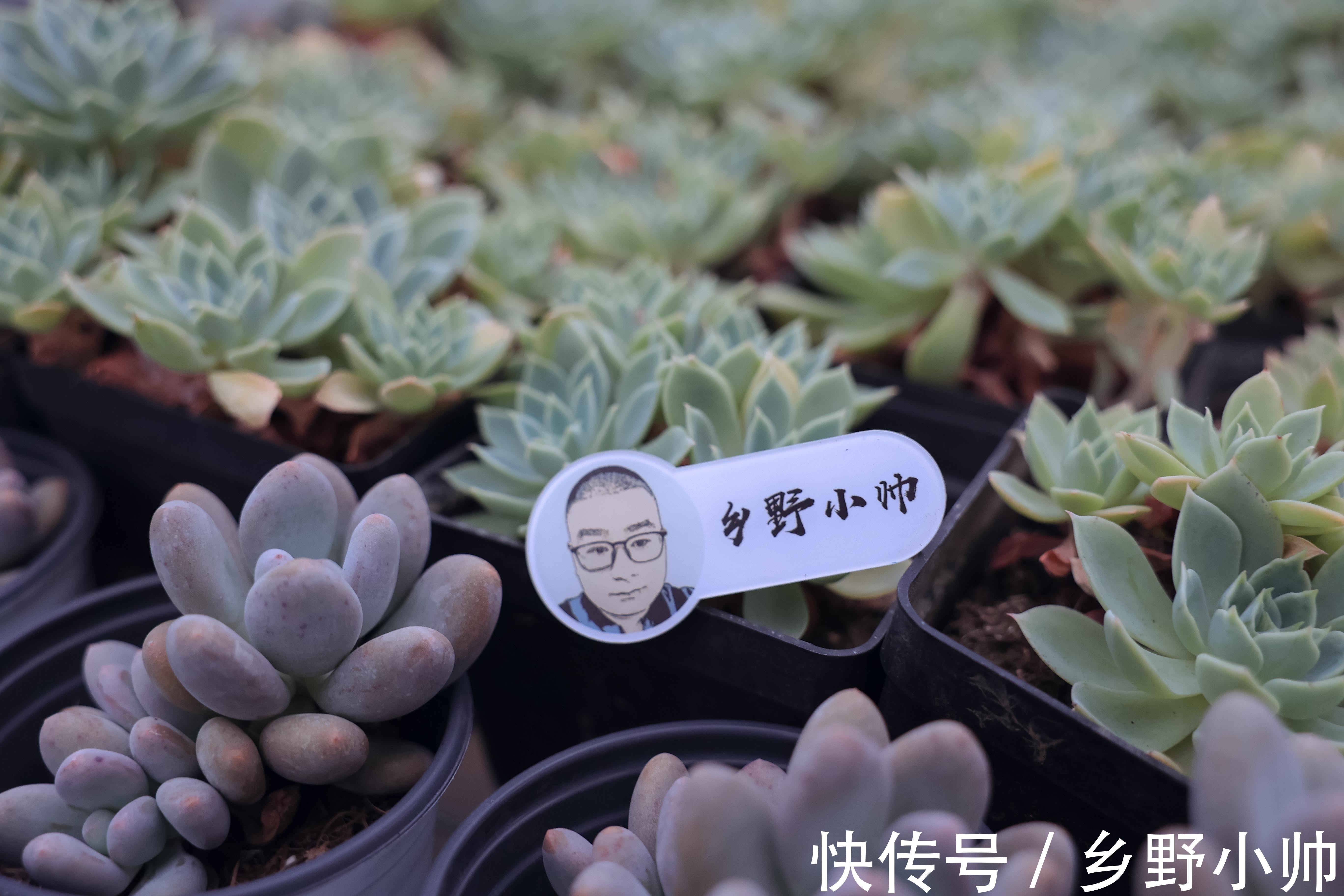 新手|让新手头疼的2种多肉常见问题终于解决了，快来听听小帅怎么说