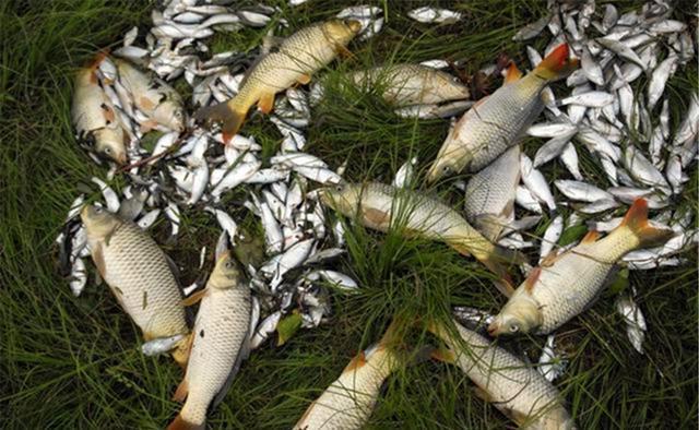 野钓调漂有规律,钓灵不“灵”,钓顿才“灵”,原因在这里