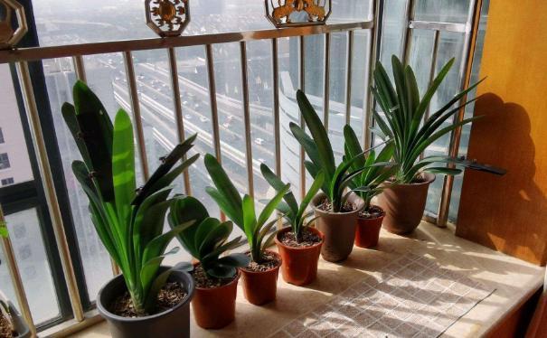 水溶肥|秋养君子兰、蟹爪兰、长寿花,注意这些,植物成长开花不受干扰
