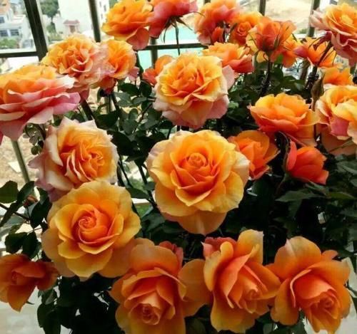 4种花对待新手很友好，家里养一盆，满屋飘香