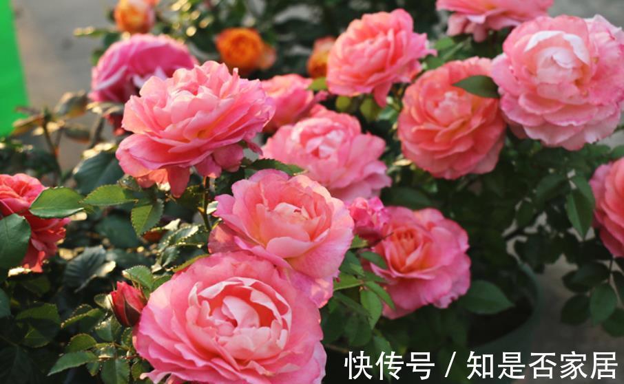 养护|4个关于“入坑”月季的误区，新手还傻傻相信，你信过几点？
