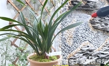 丰收|适合新手养的兰花：种植技巧，学会这几步，大获丰收不是梦