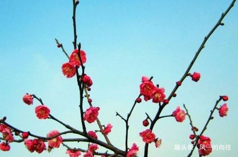 冬天最适合养的三种花，既好看又好养，越冷越能花开爆满盆