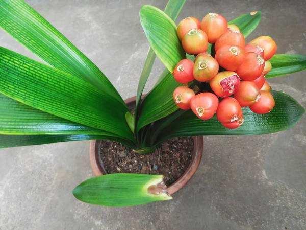 君子兰能长出“红果子”，肯定是“赚了”，播种养出20盆