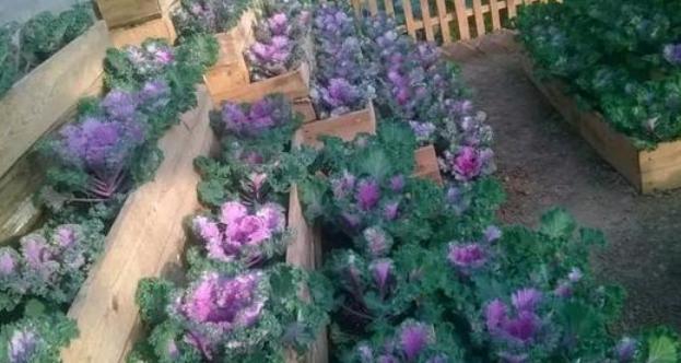 犯愁养花还是种菜别选了，种植8种蔬菜盆栽看着五颜六色