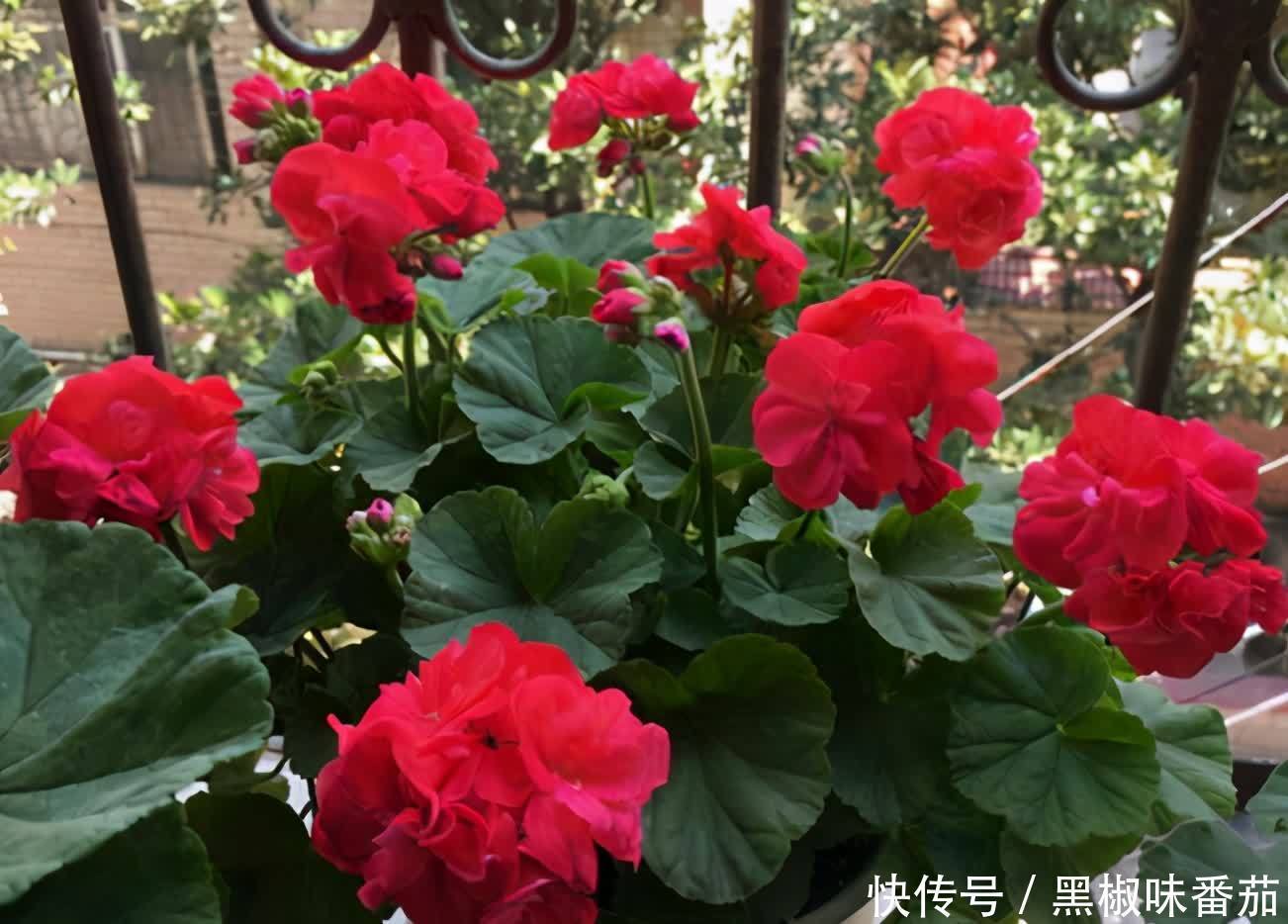 枝干|铁、氮、磷、钾元素,植物缺少哪一种都会预警,你对照下吧