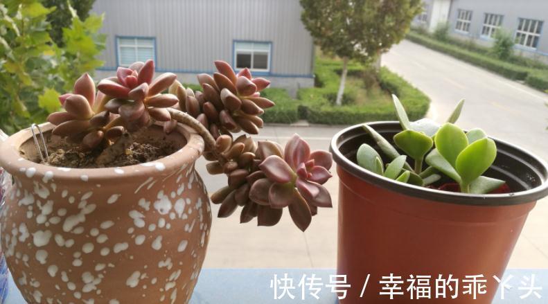 普货|养姬胧月,按刘奶奶的方法照顾,普货也能拥有贵货的格调