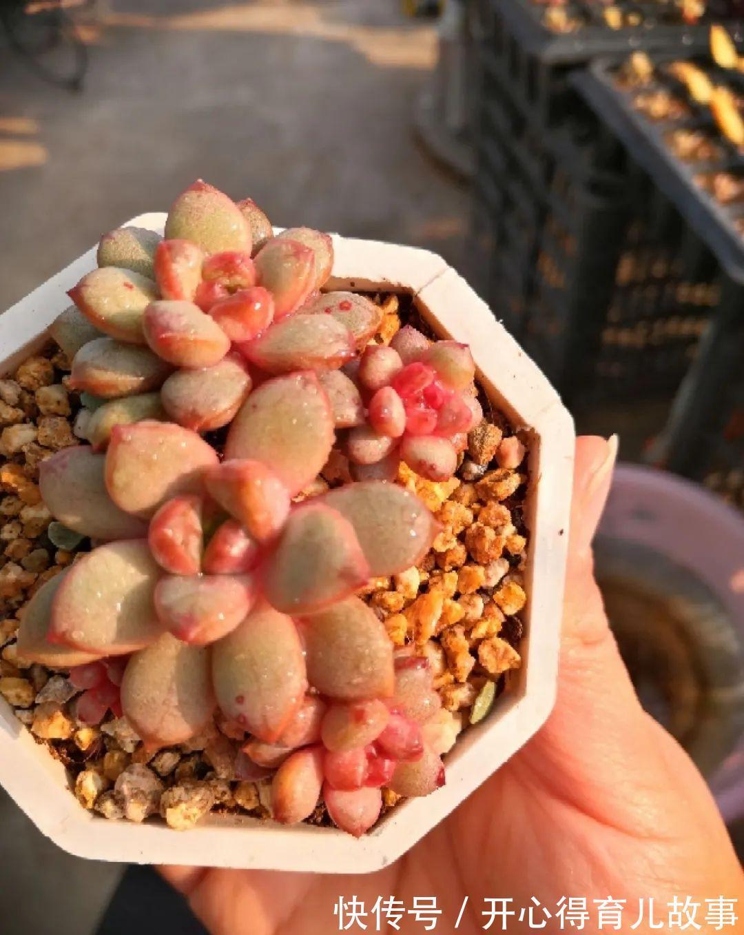 养花:这种多肉,是杂交的混血宝宝,你家有吗?