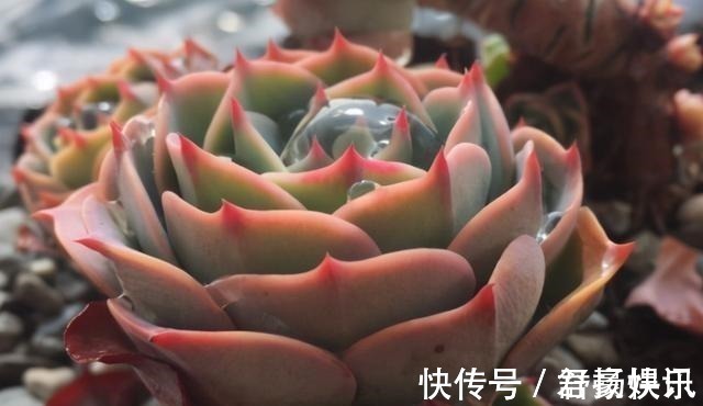 玉蝶|喜欢养多肉，应该挑战一下玉蝶，可以控出这状态，不得不佩服