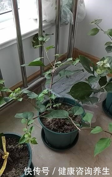 三角梅掉成光杆,一定是这“两点”没注意,现在挽回还有救!