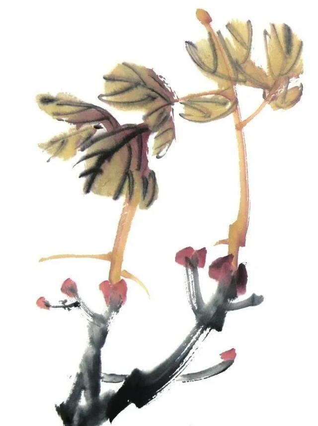 形态|紫、红牡丹花头写意画法与形态参考