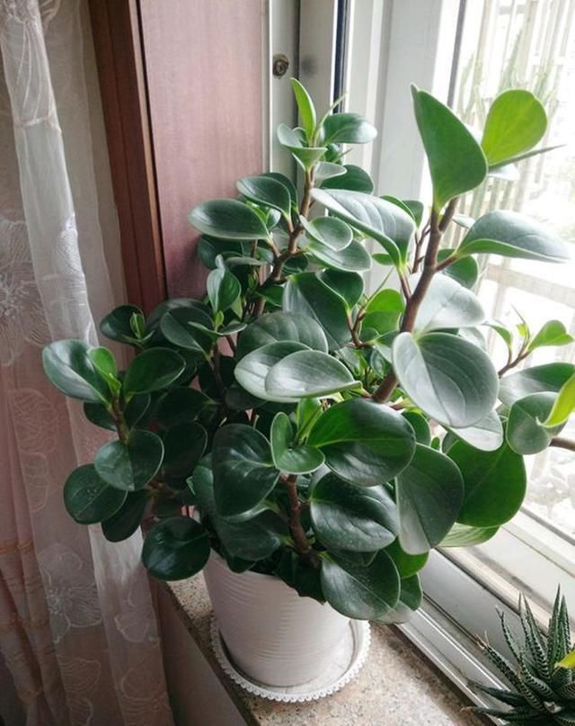 徒长|3种花,不能让它长成高个子,一长高就剪,越剪越值钱