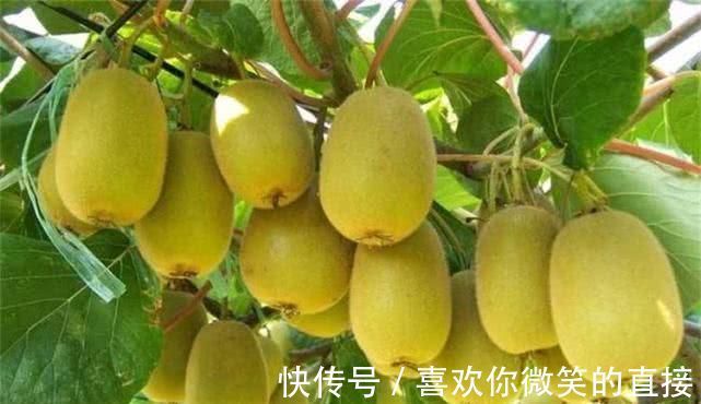 经期|女性经期身子弱，推荐四种食物，补血益气，润肤抗衰，增强体质