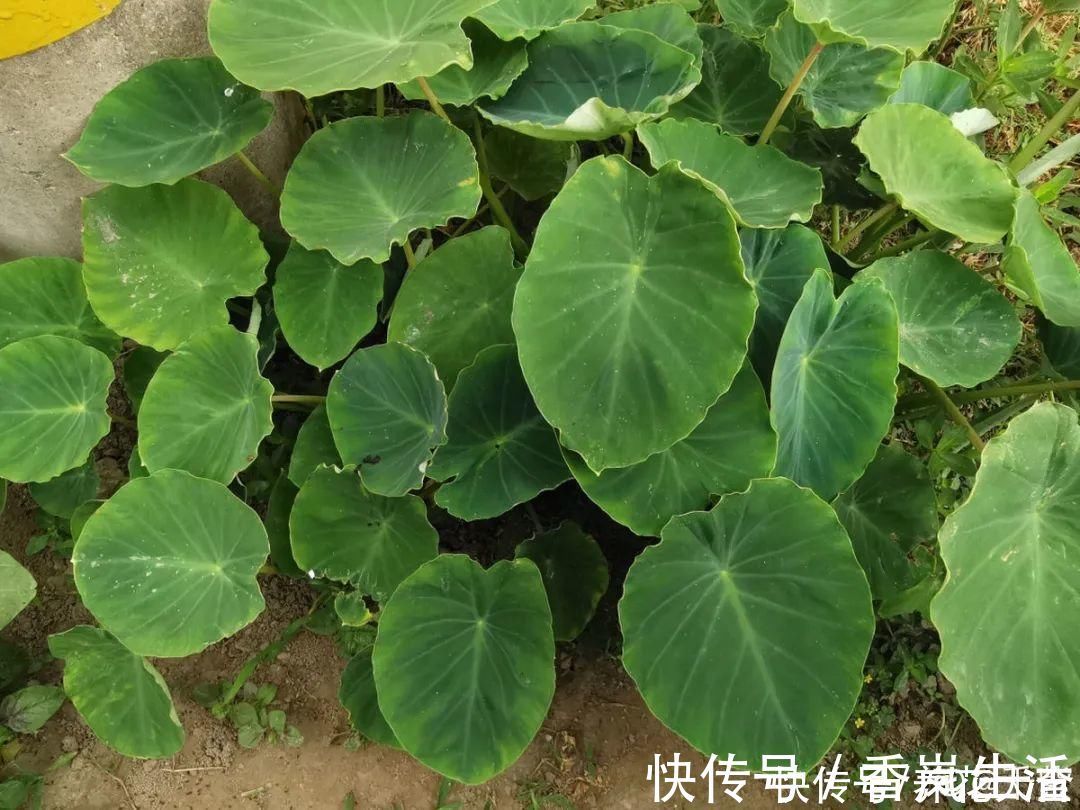 叶子|人参萝卜开花了,我种的花,都是这么奇奇怪怪