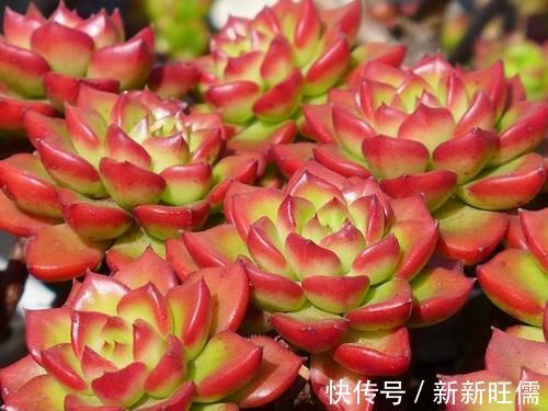 紫乐|多肉大神愿意推荐,新手养起来舒心的5个品种,春季入手正当时