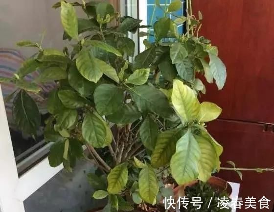 虎皮兰|这16种花冬天越浇越死，3个月不管，反而长高个