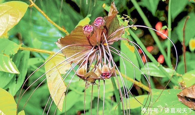长在河边无人识,根却极为珍贵,人称“水三七”,别忽视