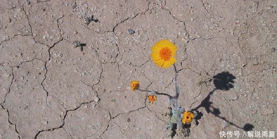 如何让月季变得更加粗壮?月季壮苗大法,让月季苗壮、花多、枝粗