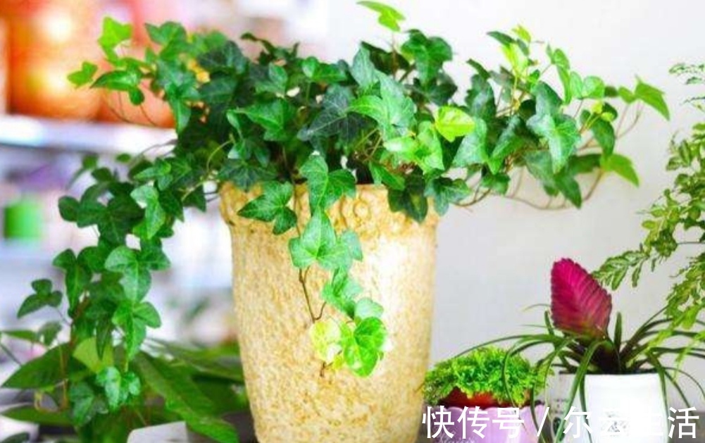 楼房|封闭的楼房养花，首选这6种，都是净化小能手，养在家里利于健康