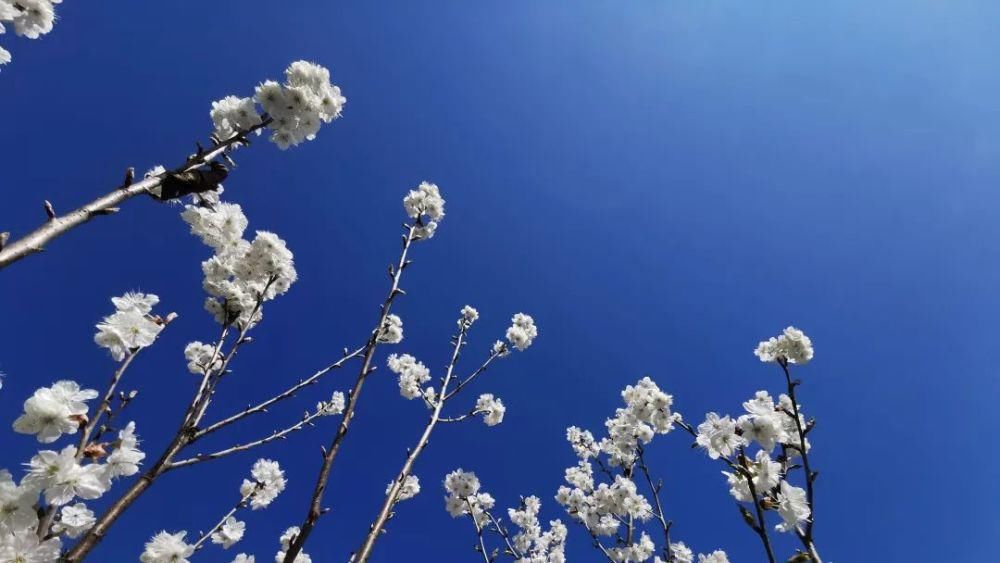 这个季节赏花踏青刚刚好~