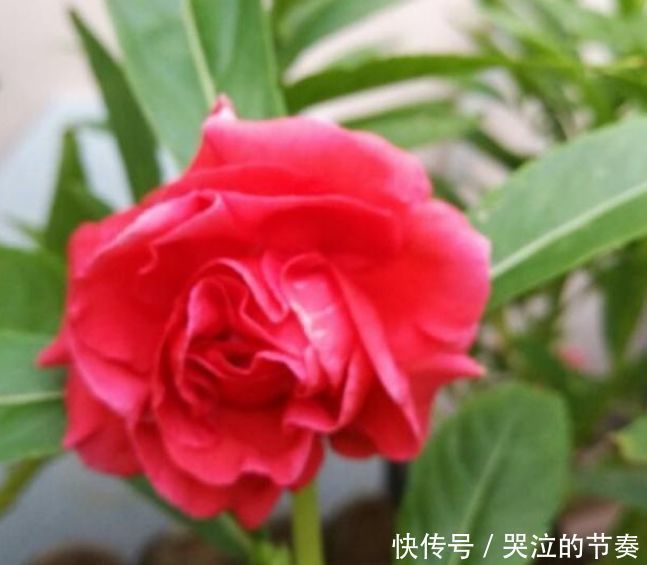 指甲花|4种花好养又漂亮,家里养一盆,满屋飘香,养庭院,十里飘香