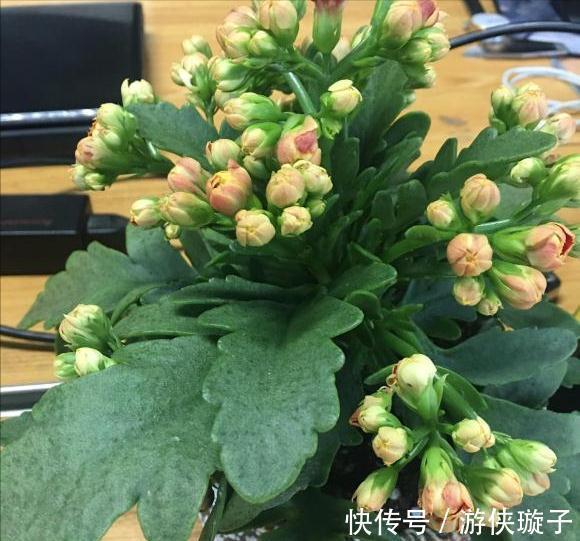 长寿花|5种“富贵花”，谨记“穷养它”，大盆换小盆，才能开满富贵花