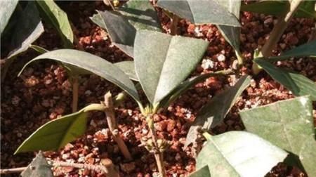 种桂花，不花1分钱，“掐”根枝条插盆里，来年桂花香满屋