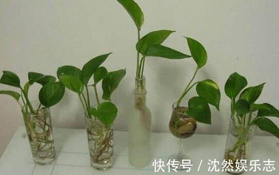花花|夏天那些水培的花，可以往土里栽了，秋天坐等长爆盆！
