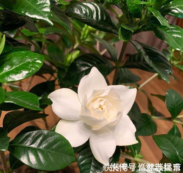 厌氧菌|5种“药”,过期也不要扔,兑水浇花,保花不生“虫和病”