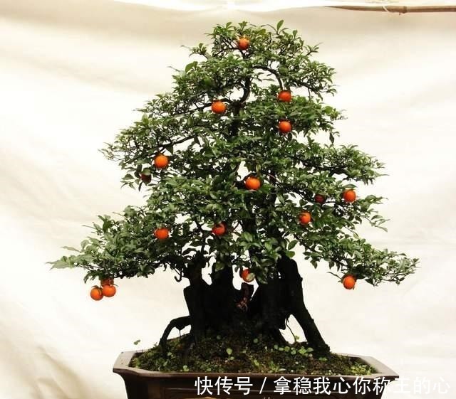 观赏性|2种名贵的盆景树,观赏性高价值不菲,能养的家庭不一般!