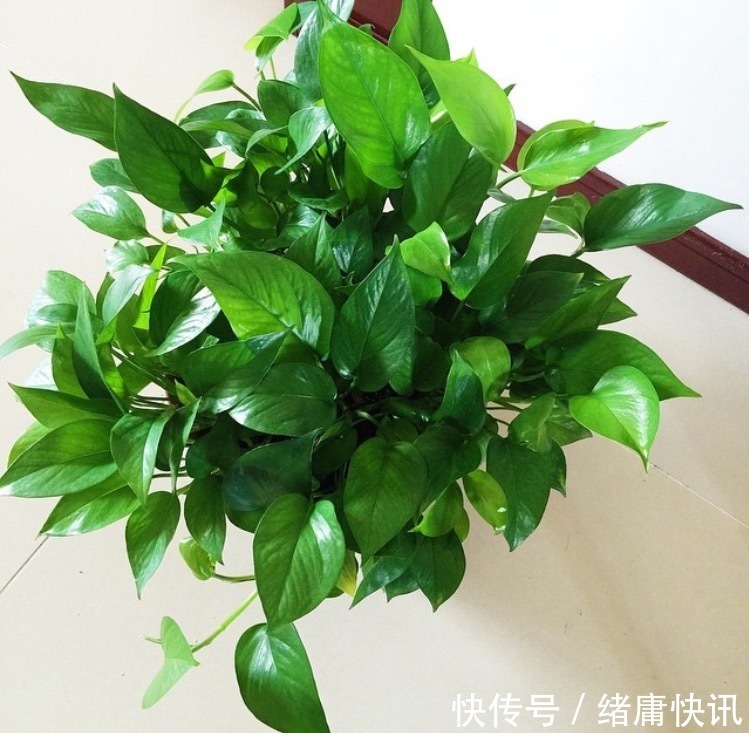 绿萝剪成“3厘米”小段，一周生根、发芽，30天养成一大盆