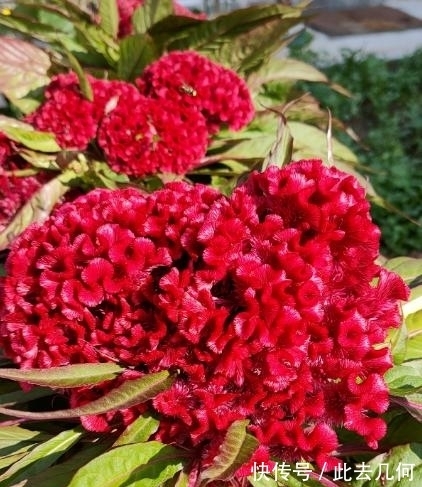 农历九月初五寒露后,养什么花?以下3种花,