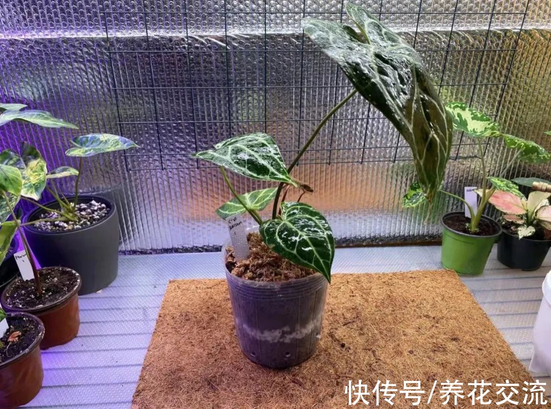 适合养在客厅的5种小众盆栽绿植,过完年后就可以考虑入手