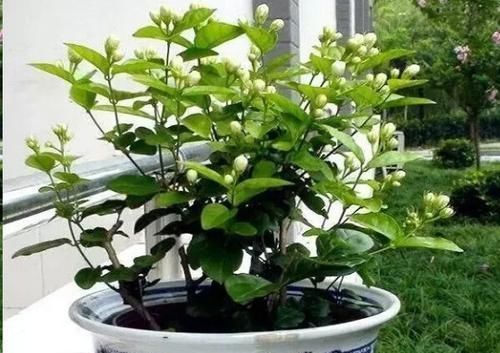 1块钱1瓶，比花肥还好用，浇水时加一片，疯狂长花不黄叶