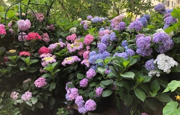 露台养几盆绣球花,群开的样子很美,这样的花园,谁见谁喜欢