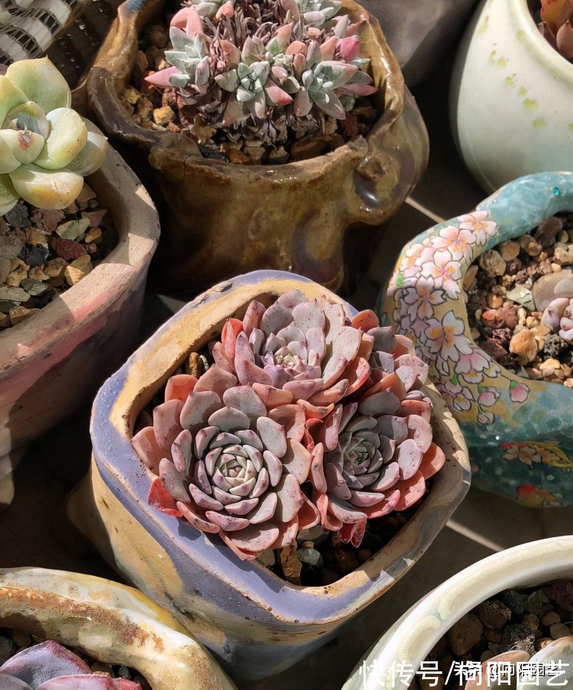 养多肉的那些辛酸史,花大价钱买的肉肉,不到2个月就歇菜