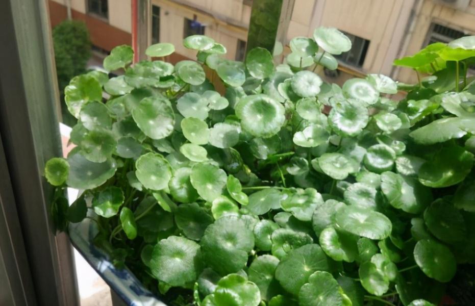 室内盆栽花草养不好？掌握这4个实用方法，养花其实并不难