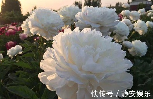 中国十大名花|此“花”漂亮不输牡丹，自古就是名花，但未入选“中国十大名花”