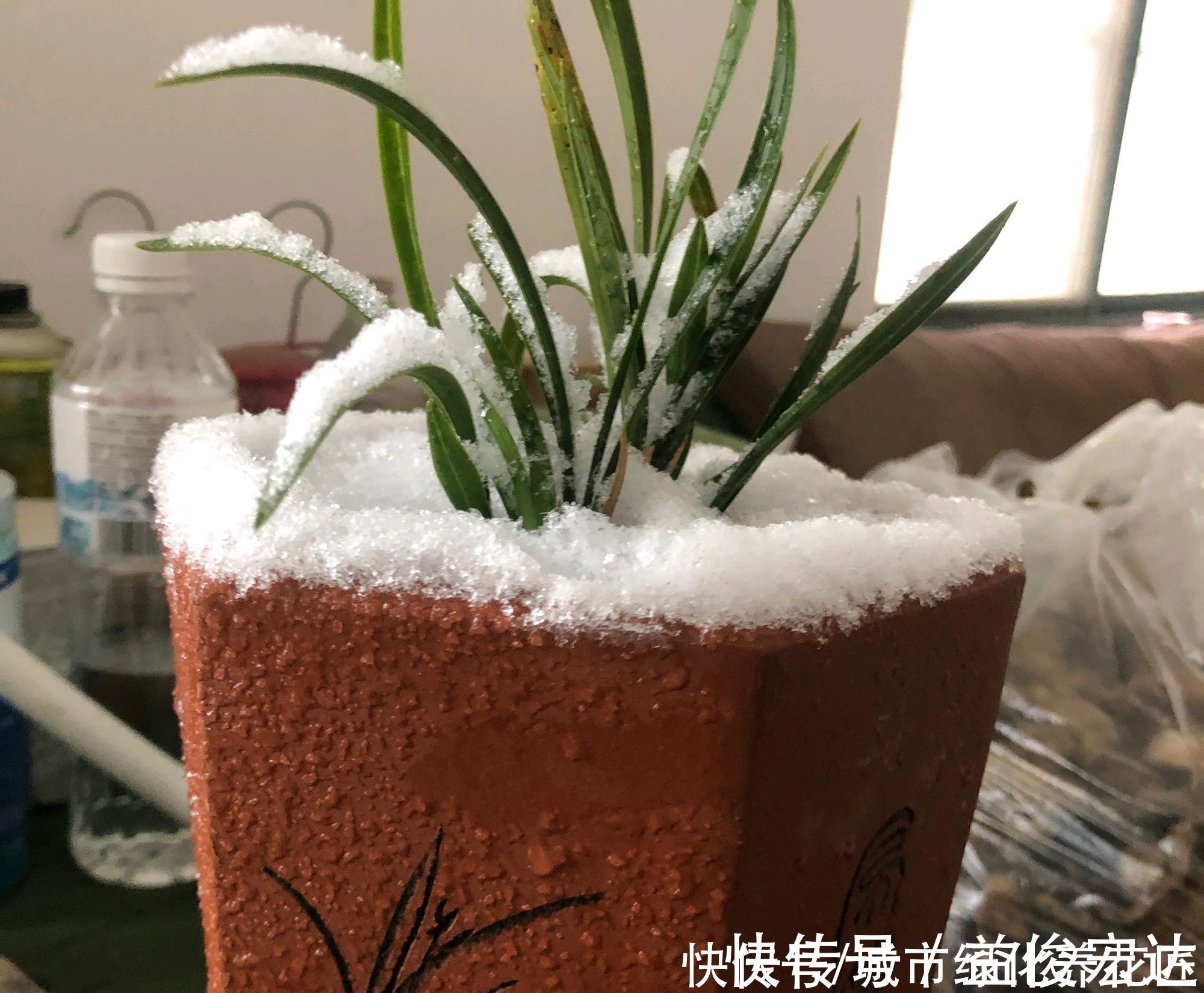 把兰花放到外面做“雪浴”，冻不死，还能杀虫卵，来年使劲长新芽