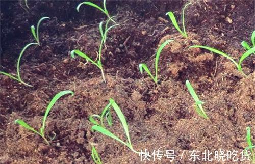 菠菜“太贵啦”，不如自己在家种，掌握4个技巧，一个冬天吃不完