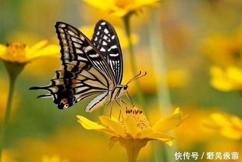 欧阳公|欧阳修最经典的一首词,开篇就是名句,李清照也赞不绝口